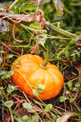 Pumpkin growing