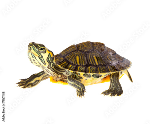 Turtle on parade