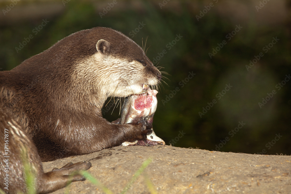 Obraz premium Otter eating fish