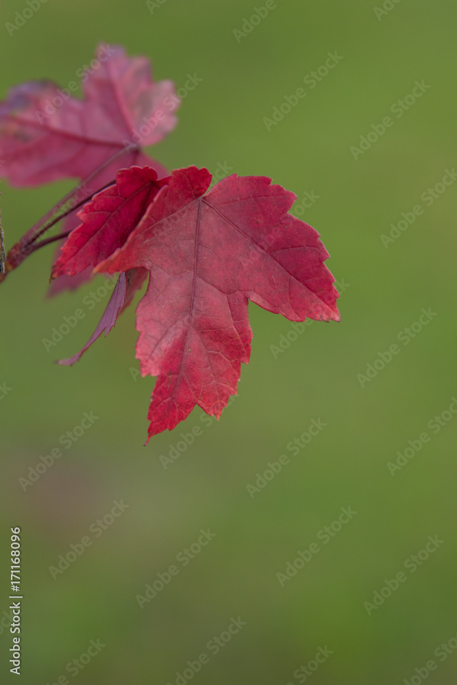 A single, beautiful read leaf at the start of fall