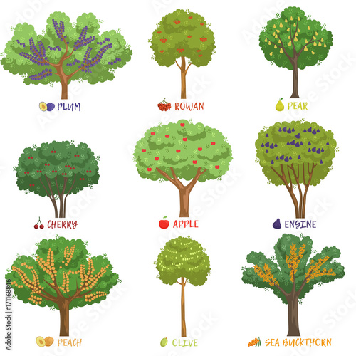 Different fruit trees sorts with names set, garden trees and berry bushes vector Illustrations