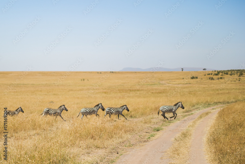 Zebras in action