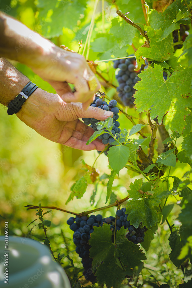 Senior older man's hands cutting and harvesting grapes in his vineyard