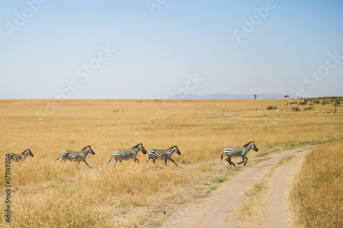 Zebras in action © Gildas