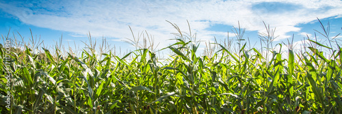 Fotografering Corn field against blue sky.