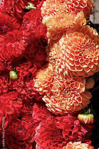 Background of orange and red dahlias closeup