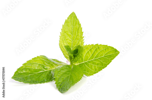 green mint isolated on white background