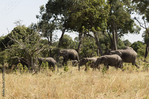 Elephants in Masai Mara