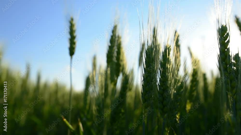 Beautiful green barley ears growing in field, rural scenery Beautiful green barley ears growing in field, rural scenery
