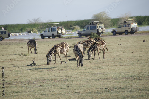 Zebre, Africa, Safari, jeep, pascolo, Tanzania, lago, erba, savana