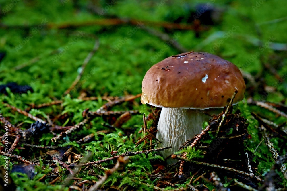 Bolete - close-up single mushroom in green moss Bolete - close-up single mushroom in green moss