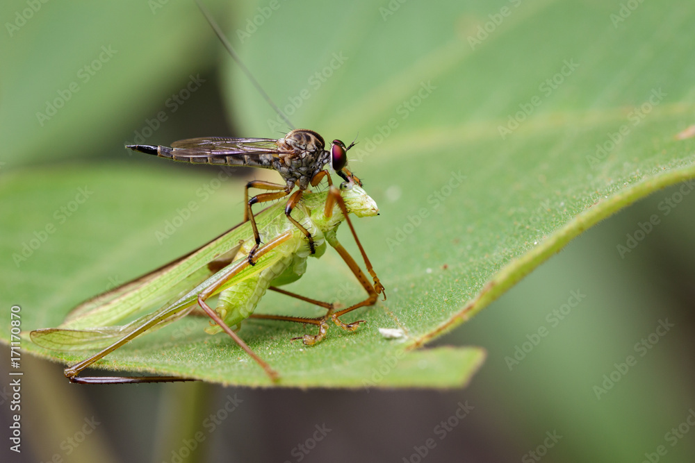 Image of an robber fly(Asilidae) eating grasshopper on green leaves. Reptile Animal Image of an robber fly(Asilidae) eating grasshopper on green leaves. Reptile Animal