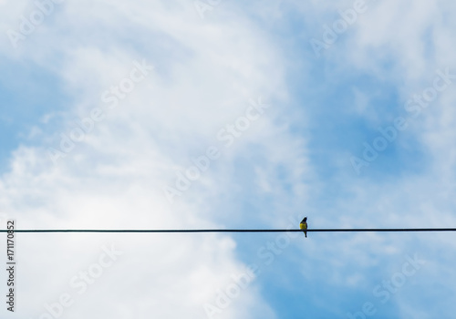 Little bird on the wires. © Songsak C