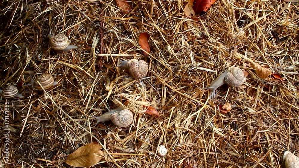 Garden snail crawling on the straw in the early morning Garden snail crawling on the straw in the early morning