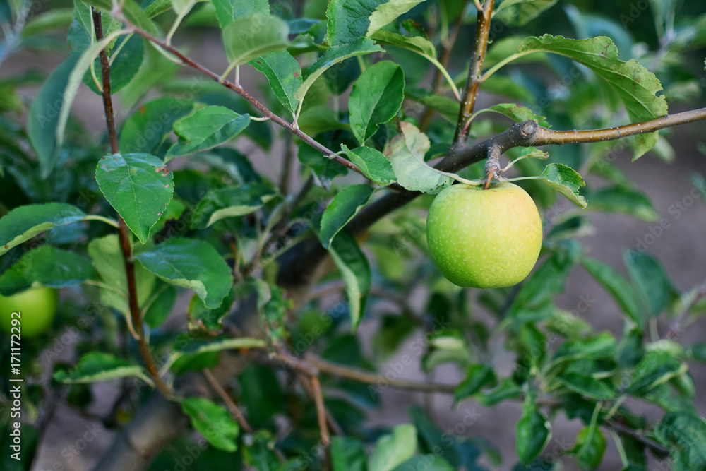 apple tree