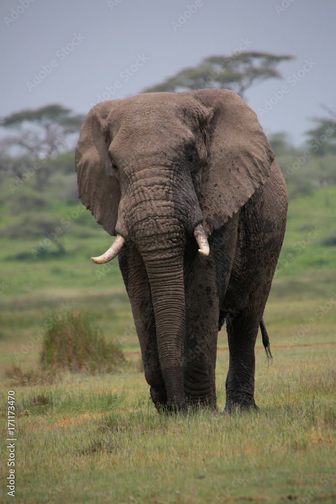 Obraz premium Afrikanischer Elefanten Bulle (Loxodonta africana), im Ngorongoro Nationalpark, Tansania, Ostafrika