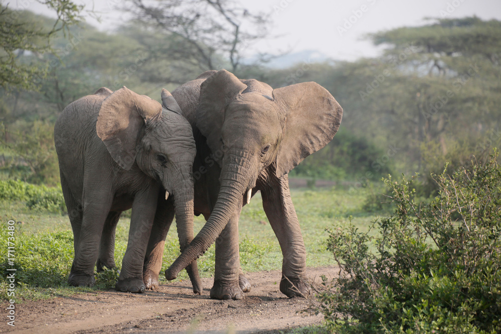 Obraz premium Afrikanischer Elefanten (Loxodonta africana), im Ngorongoro Nationalpark, Tansania, Ostafrika