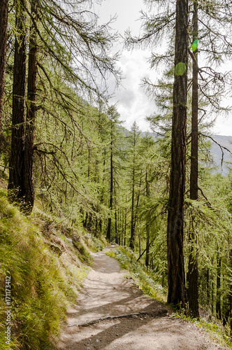 Zermatt, Findeln, Findelbach, Sunnegga, Wallis, Wanderweg, Waldweg, Naturweg, Lärchenwald, Armenbaum, Wallis, Alpen, Sommer, Schweiz