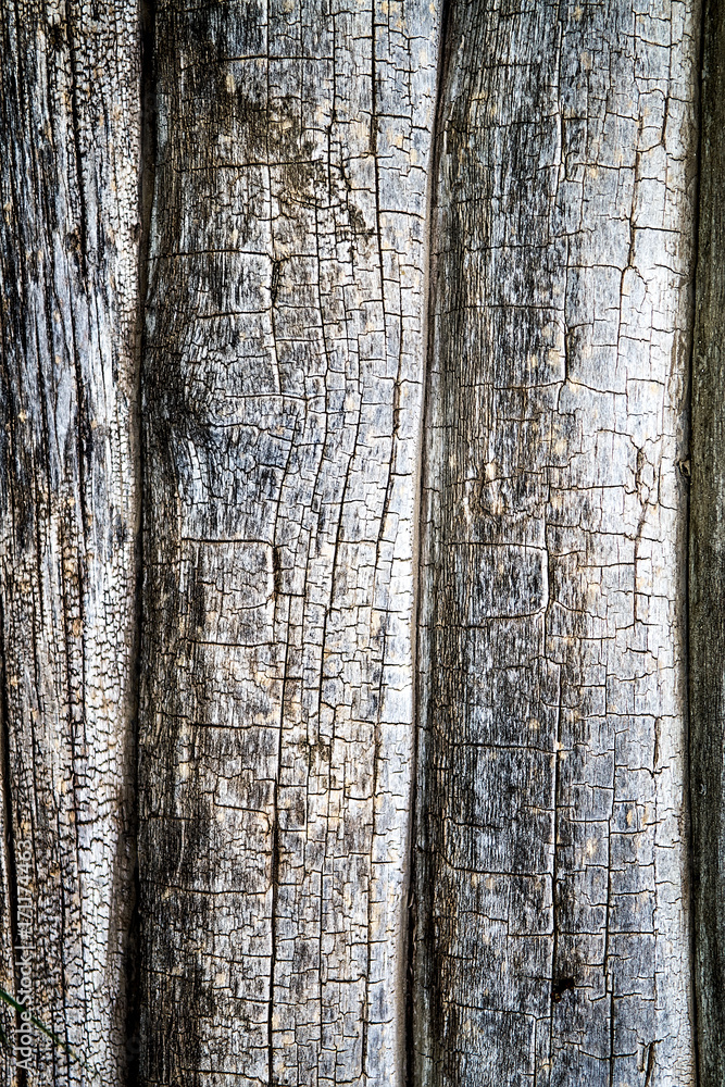 Fototapeta premium Wall of a log house wall