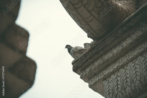 Pigeon on top roof