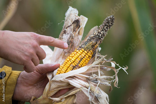Farmer holding corn with disease