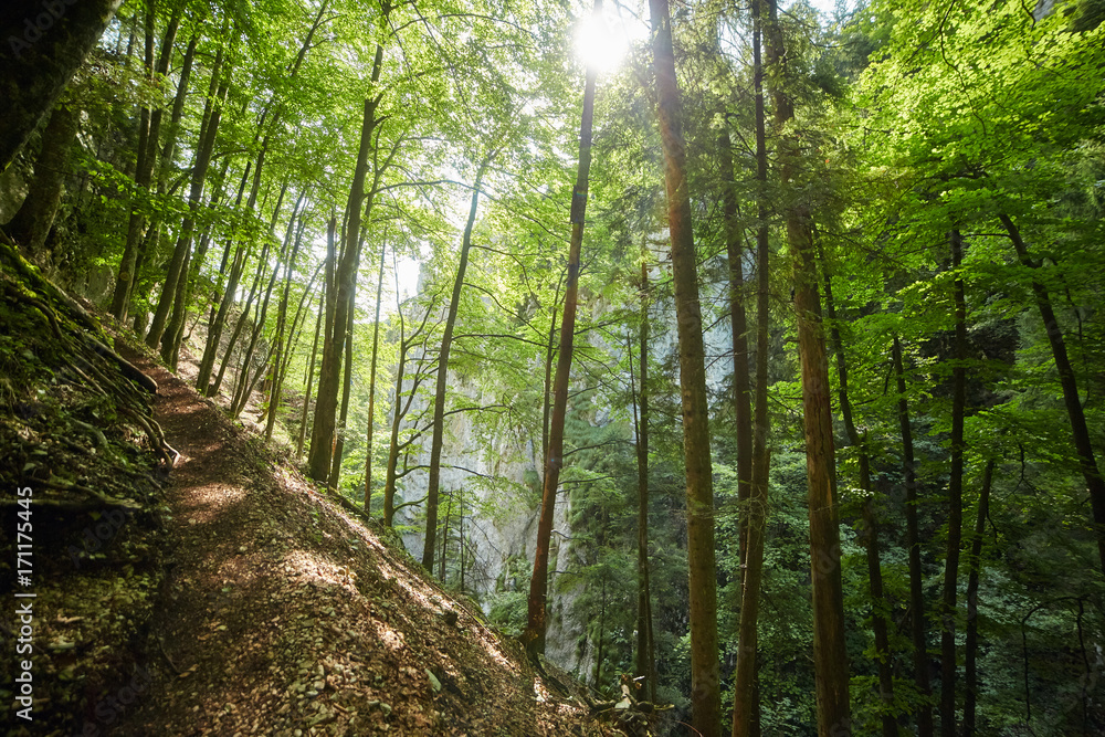 Deciduous forest with big trees