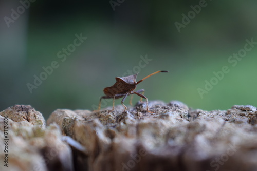 insect on wood macro photo