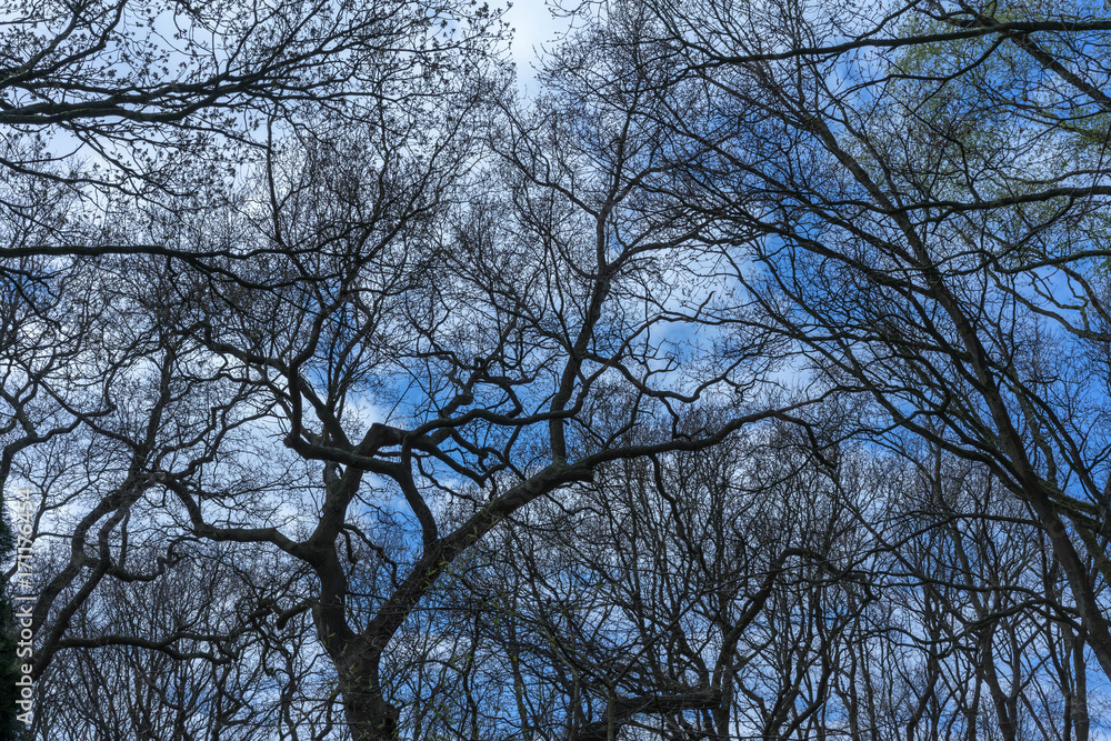 Background of dry branches with the blue sky from bottom view Background of dry branches with the blue sky from bottom view