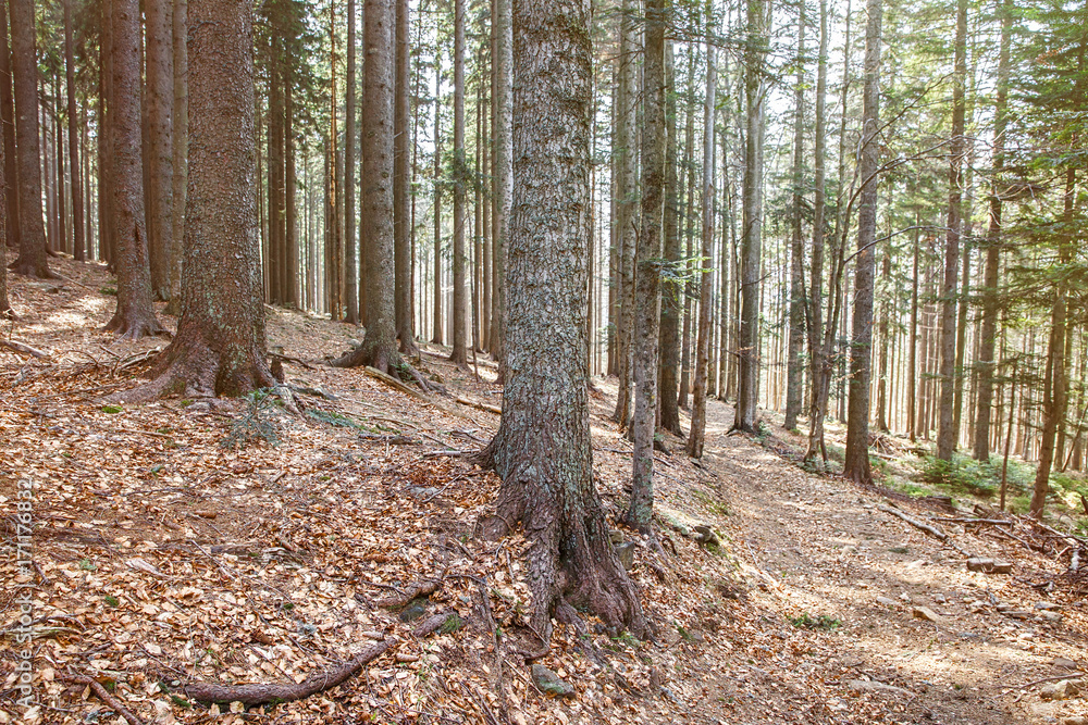 Dense woodland of coniferous forest in bright light Dense woodland of coniferous forest in bright light