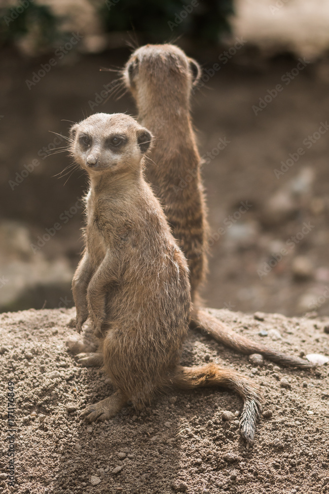 Erdmännchen Erdmännchen