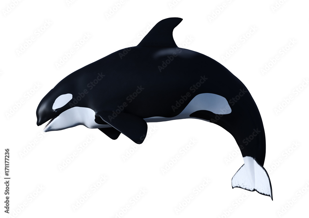 Fototapeta premium 3D renderowania cielę orka orka na białym tle