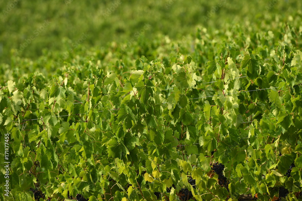 green vineyards in tuscany. summer season. Italy. green vineyards in tuscany. summer season. Italy.