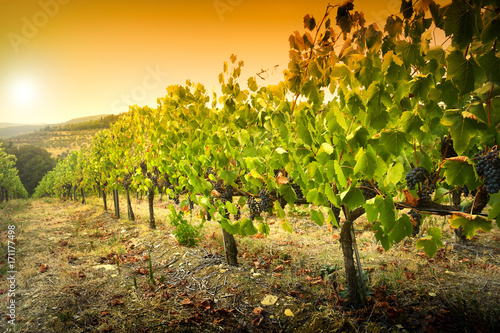 Beautiful landscape of Vineyards in Tuscany at sunset. Chianti region in summer season. Italy. photo