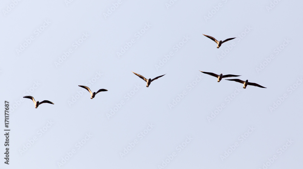 a flock of seagulls in the sky at sunset a flock of seagulls in the sky at sunset