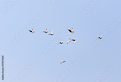 a flock of seagulls against a blue sky © schankz