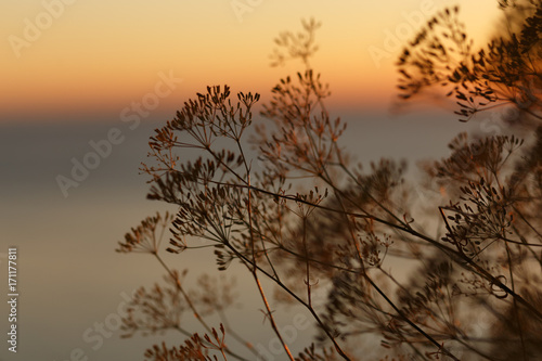 The sea on the background of plants. Seascape. Plants and sunset. Card. The sea background. On the Sunset. Sunset through plants. Dill. Anise.