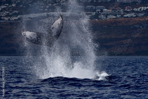 Fluke eines Buckelwales vor La Réunion