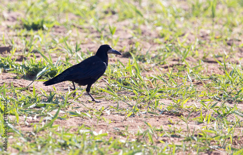 Fototapeta premium black crow in the grass on the nature