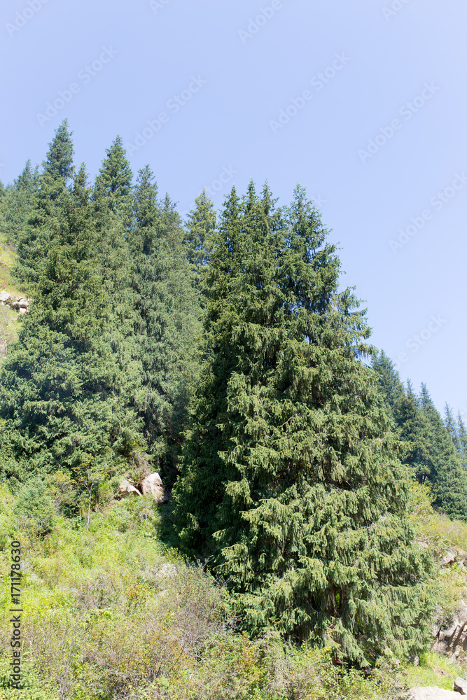 beautiful Christmas tree in the mountains in summer beautiful Christmas tree in the mountains in summer