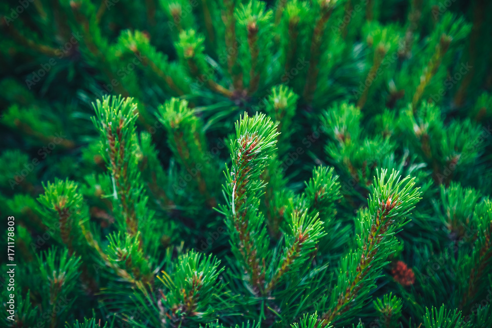 Fir tree brunch close up. Shallow focus. Fluffy fir tree brunch close up. Christmas wallpaper concept. Copy space. Fir tree brunch close up. Shallow focus. Fluffy fir tree brunch close up. Christmas wallpaper concept. Copy space.