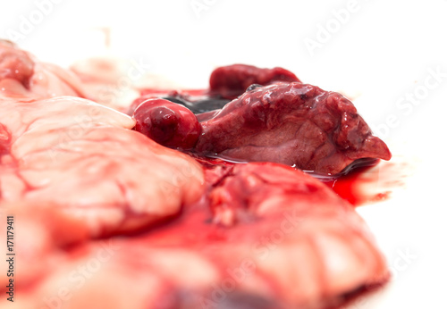gut fish blood over a white background photo