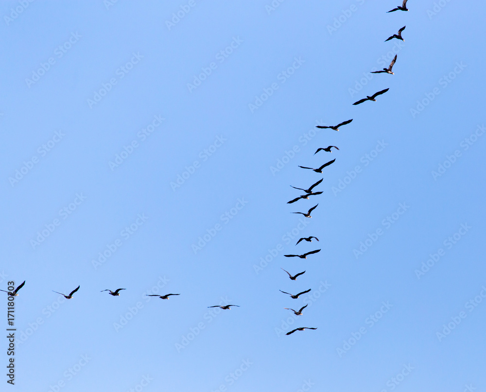 a flock of birds flying south in the blue sky a flock of birds flying south in the blue sky