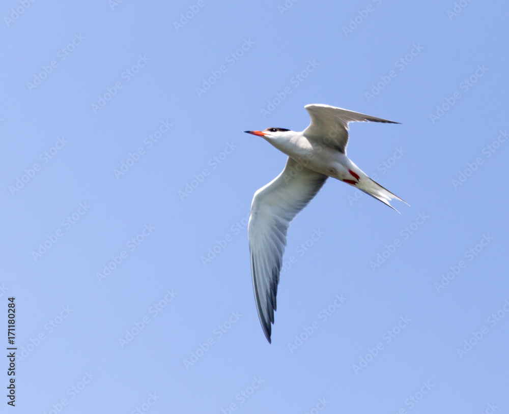 seagull in flight against blue sky seagull in flight against blue sky