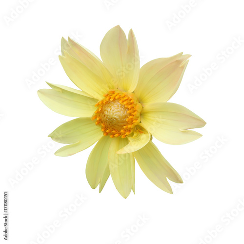 single flower yellow dahlia isolated