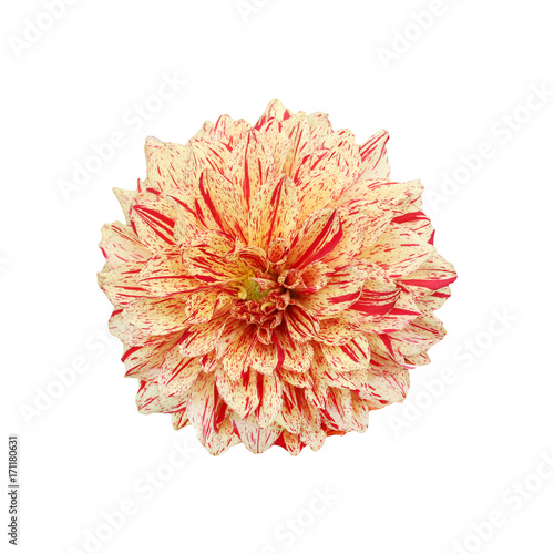 Fototapeta Naklejka Na Ścianę i Meble -  single striped motley yellow red dahlia