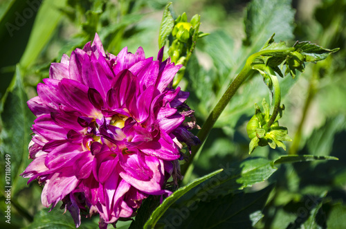 Fototapeta Naklejka Na Ścianę i Meble -  purple flower gergin