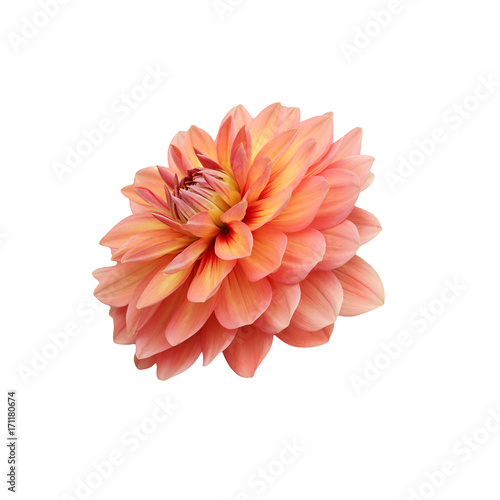 Fototapeta Naklejka Na Ścianę i Meble -  single flower orange dahlia isolated