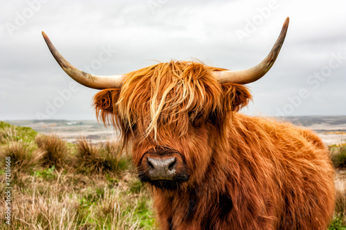 Canvas Print Headshot of Highland Cattle
