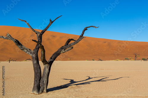 Fototapeta Naklejka Na Ścianę i Meble -  Dead Trees in Deadvlei Namibia