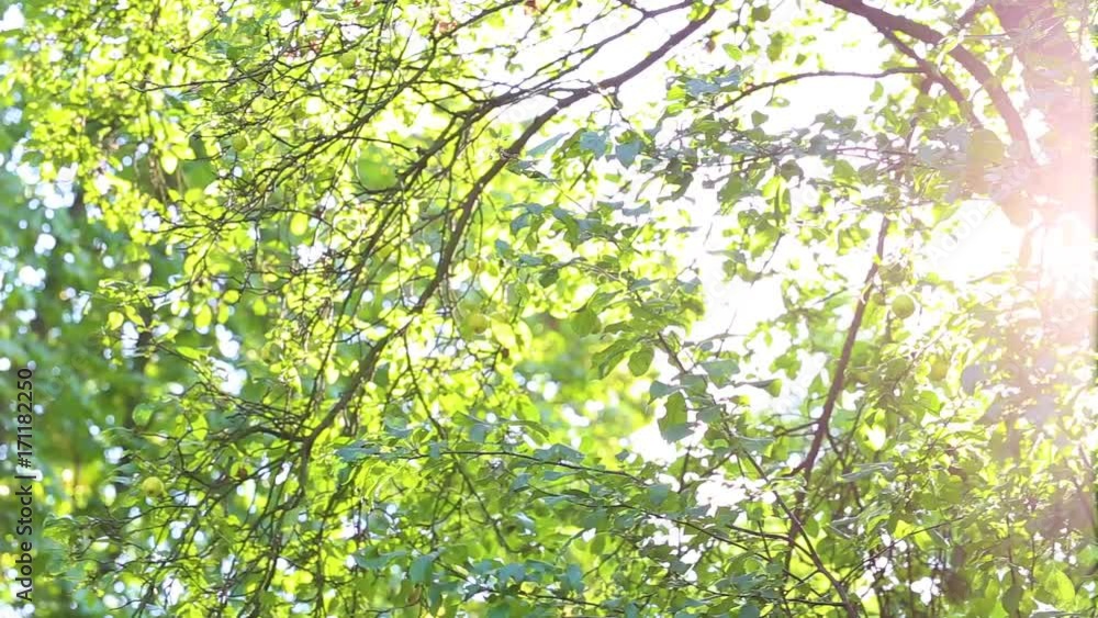 Branches of apple tree isolated at sky background. Beautiful bright sunshine through green leaves. Real time full hd video footage. Branches of apple tree isolated at sky background. Beautiful bright sunshine through green leaves. Real time full hd video footage.